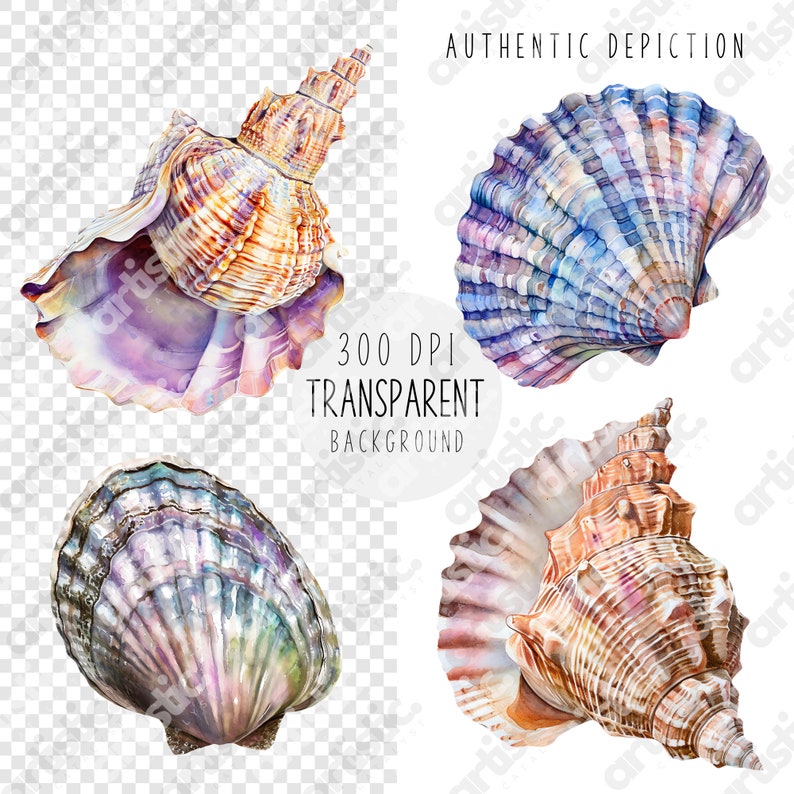 Assorted Sea Shell Clipart set against a grey checkered background, highlighting the transparent quality of each Conch Clip art piece