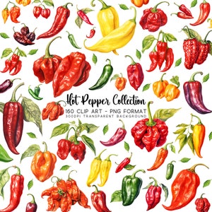 Clipart di peperoncino piccante, raccolta di clipart piccanti, file di immagini PNG trasparenti, peperoncino e salsa piccante PNG, ideale per clipart per Cricut