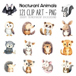 Nachtdieren: wasbeeraquarel, schattig uilontwerp, vleermuisvleugelsbestand, bosbeestjes, dieren in het wild, docentengids en meer