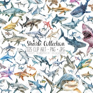 Shark Clipart Collection - Ocean Clipart PNG, Baby Shark Stickers, Printable Images