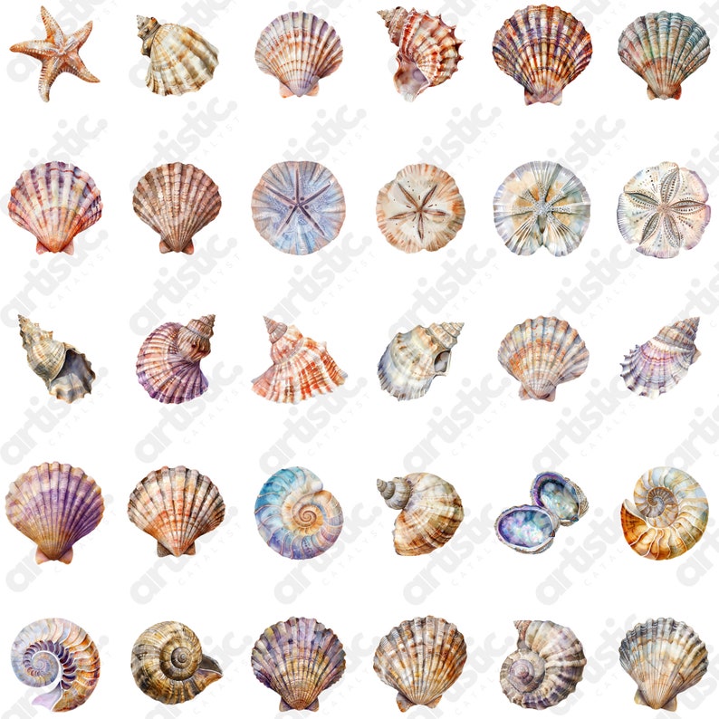 Array of Marine Life Art and Star Fish Image in PNG, arranged aesthetically on a white background, ideal for Kid PNG image projects