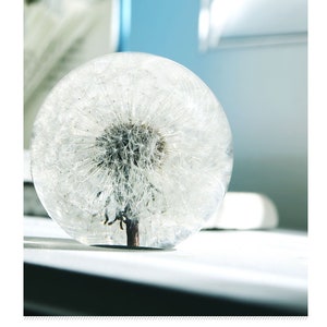 Dandelion Paperweight | Made from a real dandelion seed puff. | Office Decoration, Birthday, Anniversary & Wedding Gift. 7cm(2.75") diameter