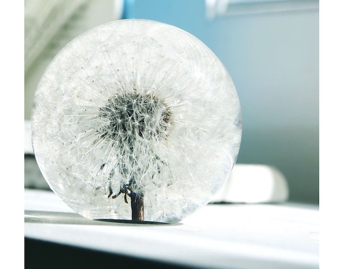 Real Dandelion Seed Paperweight | Resin Office Decor (2.75" Diameter)
