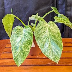 Philodendron Giganteum Blizzard - Rare Tropical Houseplant