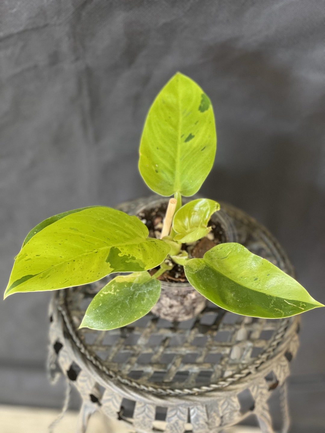 Philodendron Ruaysap Plant Rare Exotic House Plant Etsy