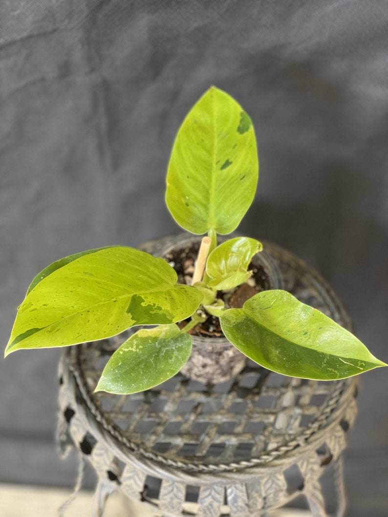 Philodendron Ruaysap Plant Rare Exotic House Plant Etsy