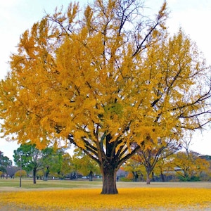 Ginkgo Tree 3-4 ft Tall | Live Hardy Tree with Brilliant Yellow Fall Color | Unique Garden Accent Plant