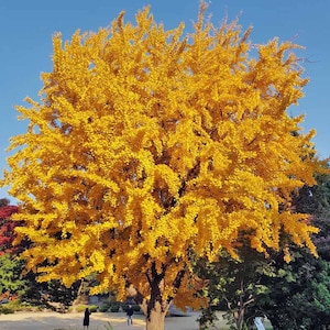 Ginkgo Biloba Tree 2-3 ft | Live Tree with Golden Fall Leaves | Easy to Grow Outdoor Landscaping Tree
