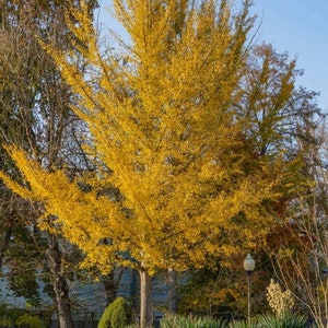 Live Ginkgo Tree 1-2 ft | Hardy Yellow Autumn Foliage | Small Ornamental Tree for Landscaping or Patio