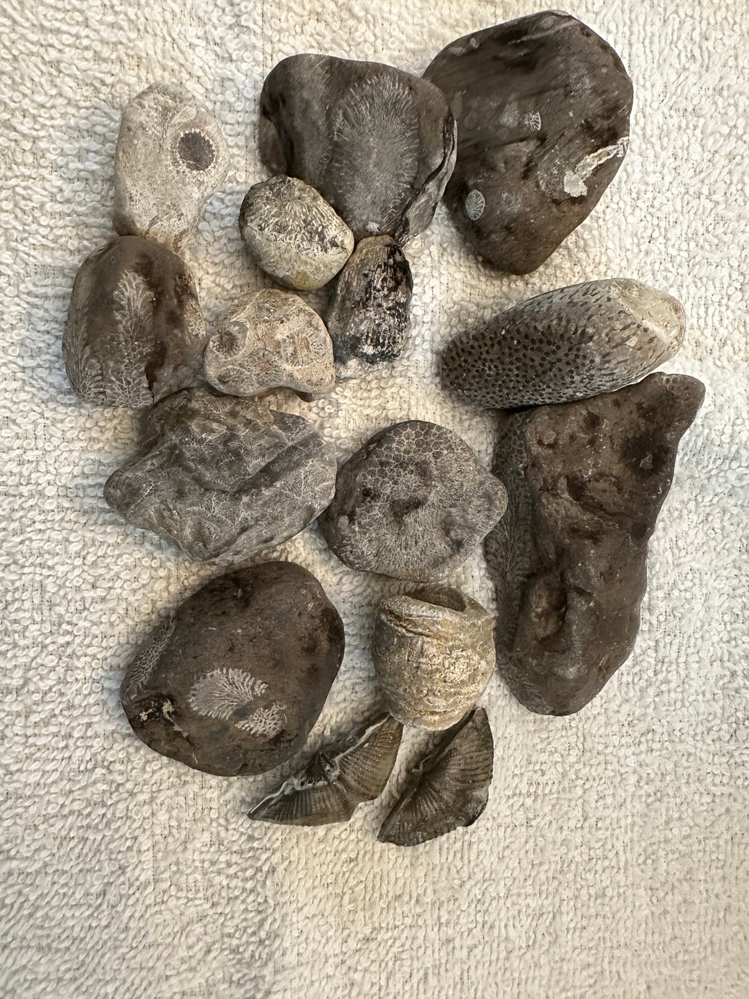 Lake Huron and Detroit River Fossils Etsy