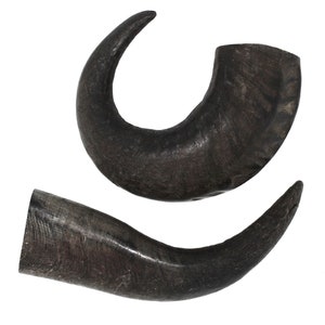 Natural Water Buffalo Horns - 2 Count
