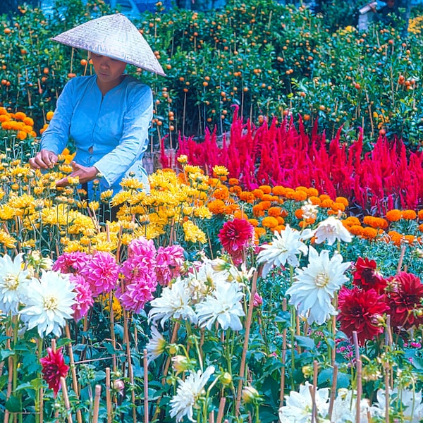 Tet Flowers In Saigon, 1967