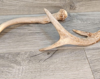 Pair Vintage Whitetail Deer Antlers Real Shed Sheds Crafts Decor