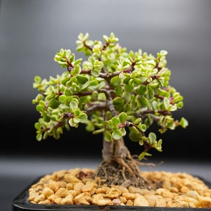Variegated Dwarf baby Jade bonsai tree.  Easy to care for. Lousbonsai