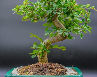 Imported Chinese Elm in 8 inch pot