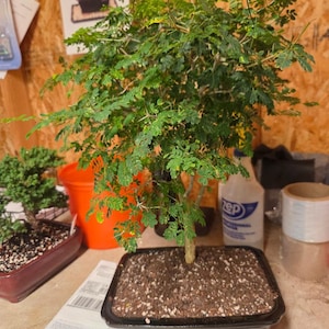 May include: A bonsai tree with green leaves and a brown trunk sits in a black rectangular pot filled with soil. The tree is the focal point, with a small bonsai tree in a red pot visible in the background. A white bottle is also visible.