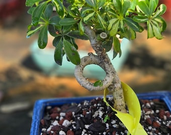 Coiled Dwarf Umbrella Bonsai Tree, Easy Care Indoor Plant