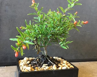 Dwarf Pomegranate bonsai tree that actually blooms and produces mini pomegranates