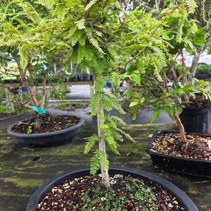 May include: A Dawn Redwood bonsai tree with light green, feathery foliage and a textured, light-colored trunk. The tree is planted in a round black container filled with dark soil and small pebbles. A white tag with the number 85 is visible.