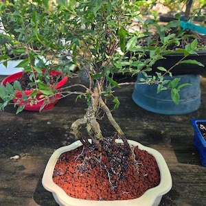 Bonsai Tree for Sale - Etsy