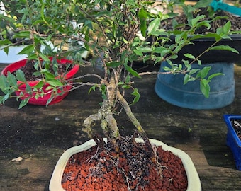 Imported Weeping Dwarf Cherry with rare aerial roots Bonsai Tree - Flowers and Fruit - 8yr Old  New sale