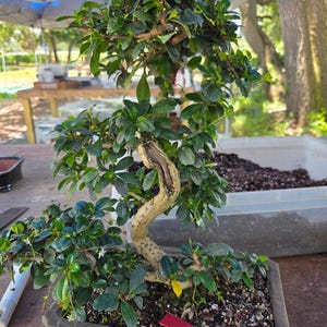 17yr Fukien tea bonsai tree for indoors. Flowers and fruits 4x a yea5  free shipping