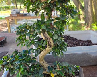 17yr Fukien tea bonsai tree for indoors. Flowers and fruits 4x a yea5  free shipping