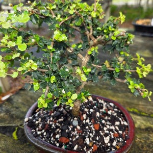 Dwarf Flowering Holly Bonsai Tree: White & Pink Blooms