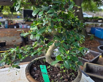 Fukien Tea Bonsai Tree: S-shaped Indoor Garden - Etsy