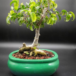 Live bonsai tiger bark ficus -  Italia