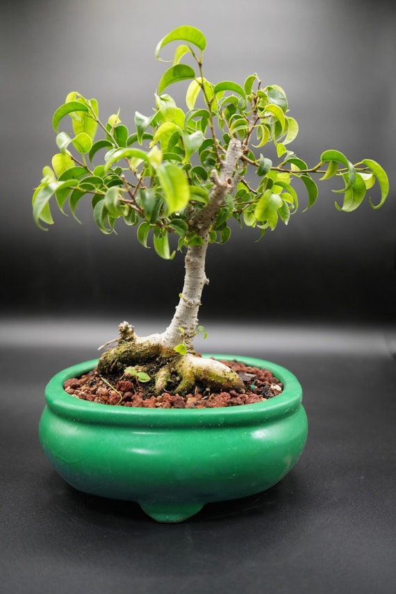 Ficus d'intérieur trop petit bonsaï pour le vrai débutant 