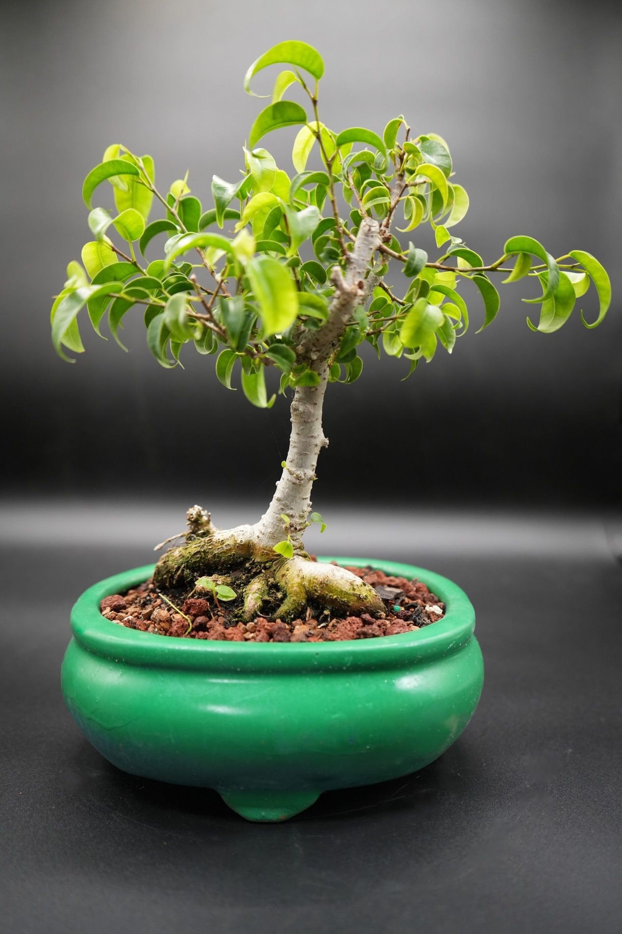 Indoor Ficus Too Little Bonsai Tree for the True Beginner Etsy
