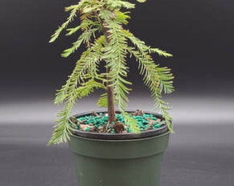 Dwarf Bald Cypress bonsai tree in a 6inch training pot. Great way to start have this become a great cypress