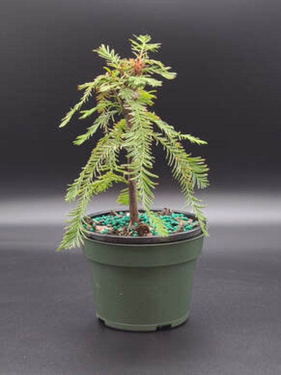 bonsai as a gift AVERGO Bonsai Tree Kit Classic - 5X Unique Japanese Bonzai Trees main image 1