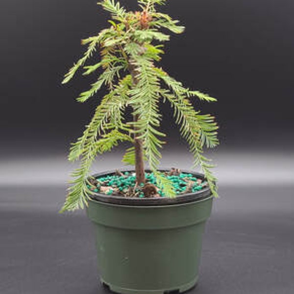 Dwarf Bald Cypress bonsai tree in a 6inch training pot. Great way to start have this become a great cypress