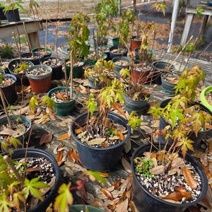 May include: A collection of potted young maple trees with green and yellow leaves. The pots are various colors, including black, brown, and green, and are arranged on a wooden surface. Fallen brown leaves are scattered around the pots.