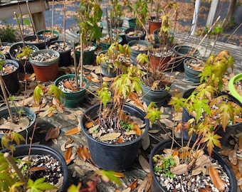 Dwarf Maple 2-3 yr seedlings.  We pick the fullest. 6-9 inches approx no shipping cost