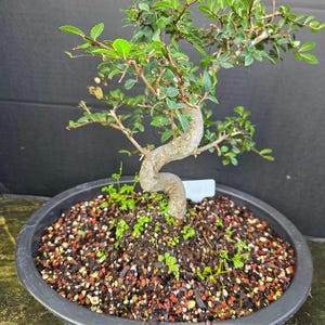 May include: A bonsai tree with a curved, light brown trunk and small green leaves planted in a round black plastic pot. The soil surface is covered with a mix of dark brown, red, and white gravel, featuring small green sprouts and a white tag.