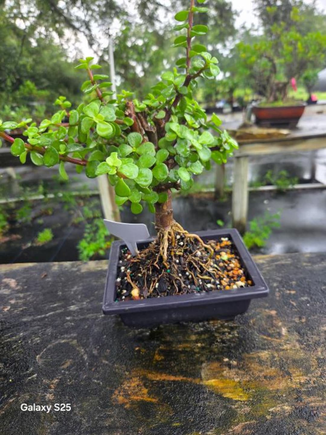 Zed Tree Dwarf Jade Bonsai Tree: Beginner Indoor Plant - Etsy