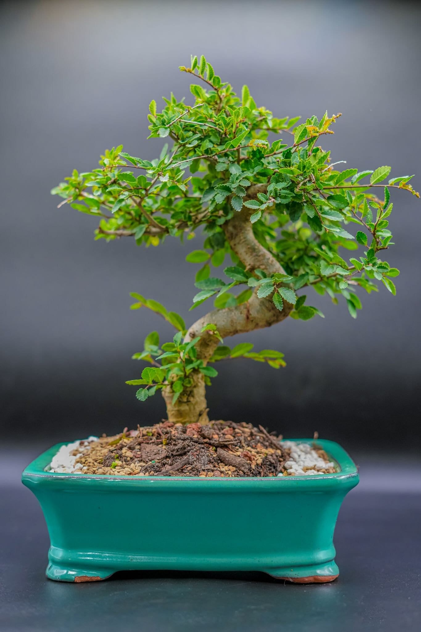 indoor plant with stand Halstein