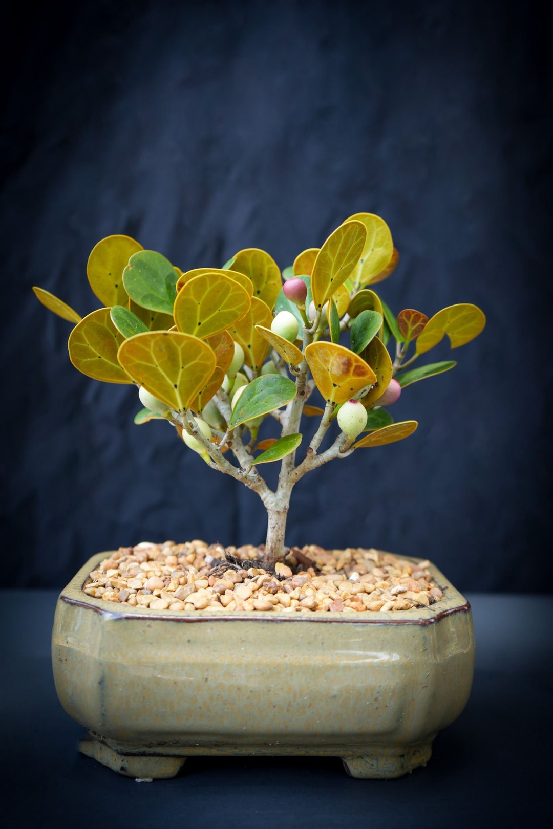 Lousbonsai Dwarf Mistletoe Fig Bonsai Tree in 6inch Pot. We Have Only 6