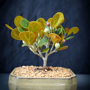 Lousbonsai dwarf Mistletoe Fig bonsai tree in 6inch pot.  We have only 6 in stock You can request a different color pot