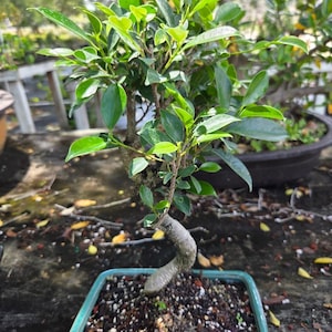 Lousbonsai Ficus Retusa rare import bonsai tree. Free shipping