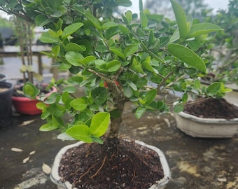 May include: A small green bonsai tree in a white ceramic pot. The tree has a thick trunk and many branches with small green leaves. The pot is sitting on a wooden surface.