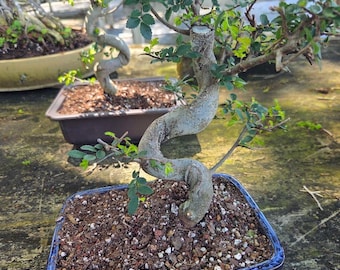 Lousbonsai Chinese 8inch pot elm bonsai tree