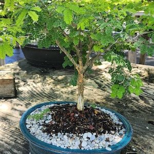 Brazilian Raintree in 10 inch bonsai pot.  Easy to care for. SALE