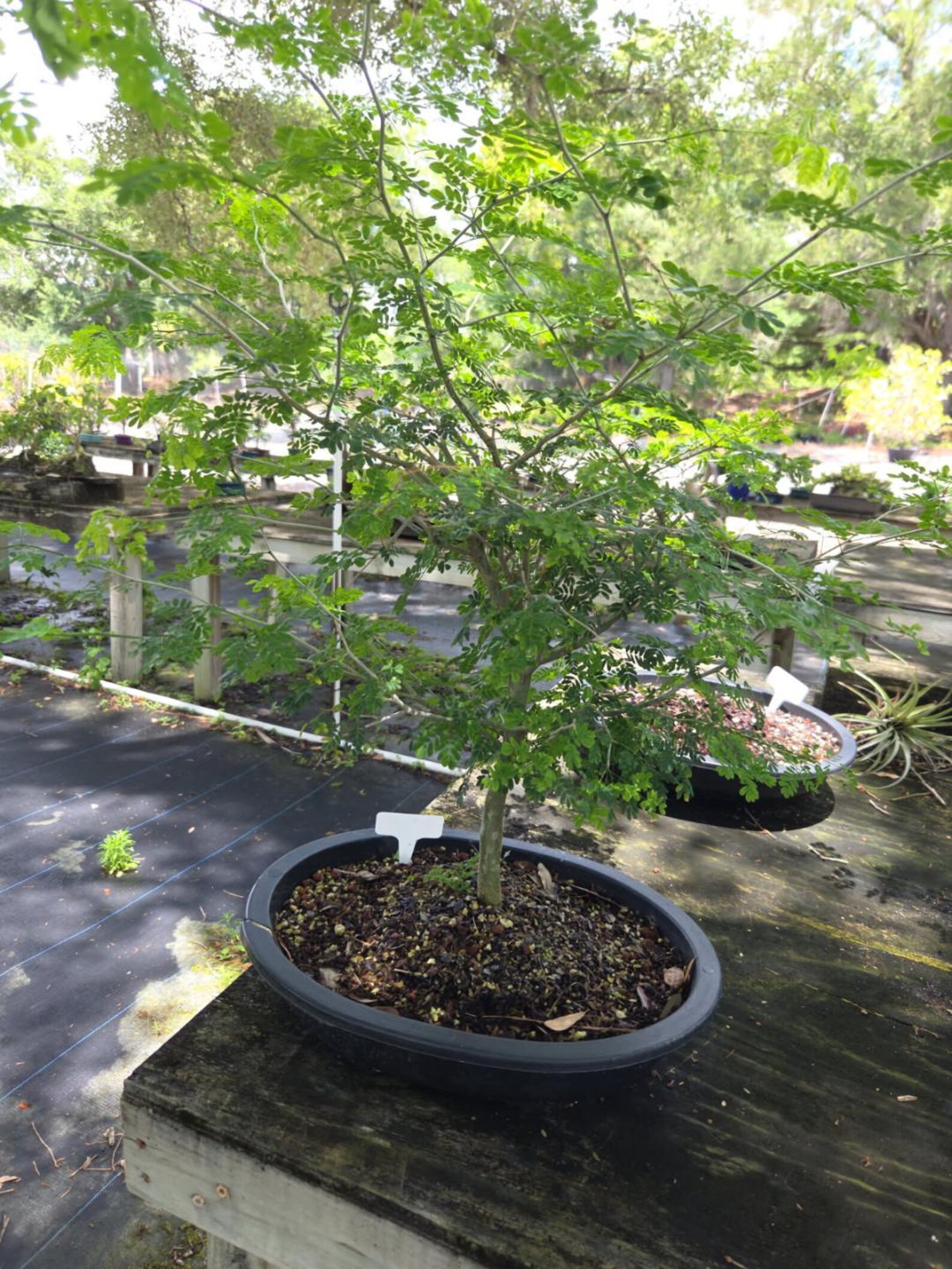 Brazilian Raintree Bonsai: Beginner-friendly Indoor Tree (10 Inch Pot ...