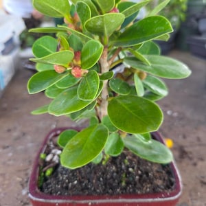 May include: A small green bonsai tree with red buds growing in a red ceramic pot. The tree is in a shallow pot with brown soil.