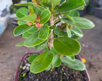 Green Island Ficus Bonsai Tree with Red Berries, 6-inch Pot