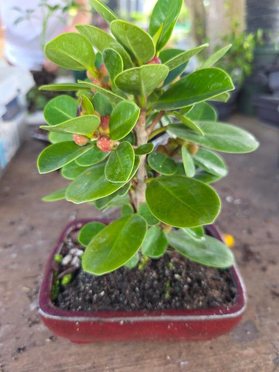 buy philodendron mcdowell Philodendron McDowell cf — Ecuagenera USA Corp main image 0